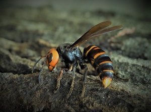 オオスズメバチとオニヤンマ