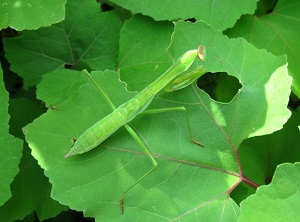 オオカマキリとオニヤンマ