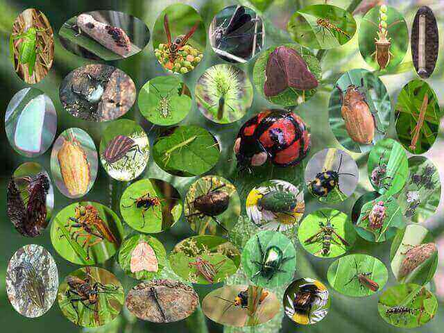 キャンプ場に生息する虫たち