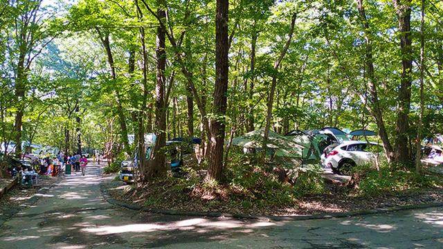 緑に囲まれたACN赤城山オートキャンプ場のサイト